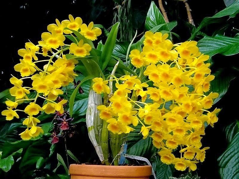 Dendrobium chrysotoxum_1