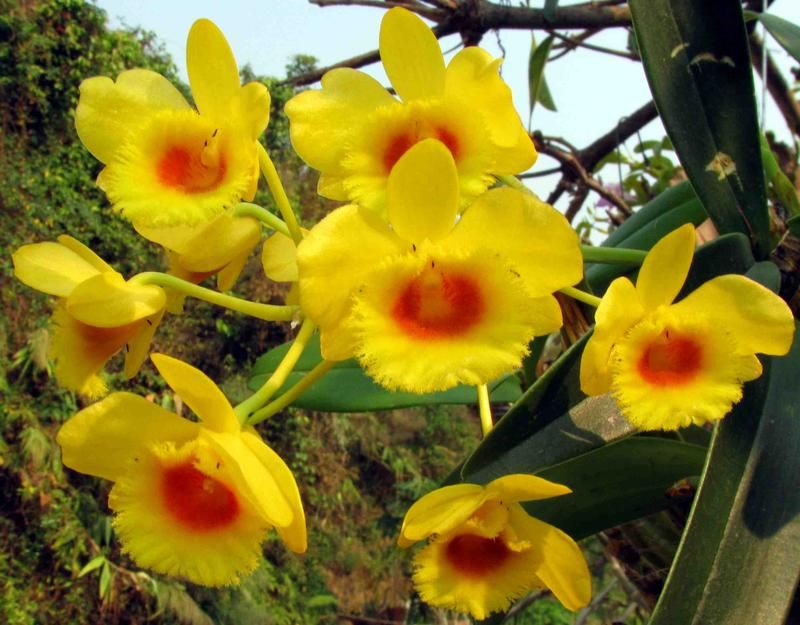 Dendrobium chrysotoxum_3