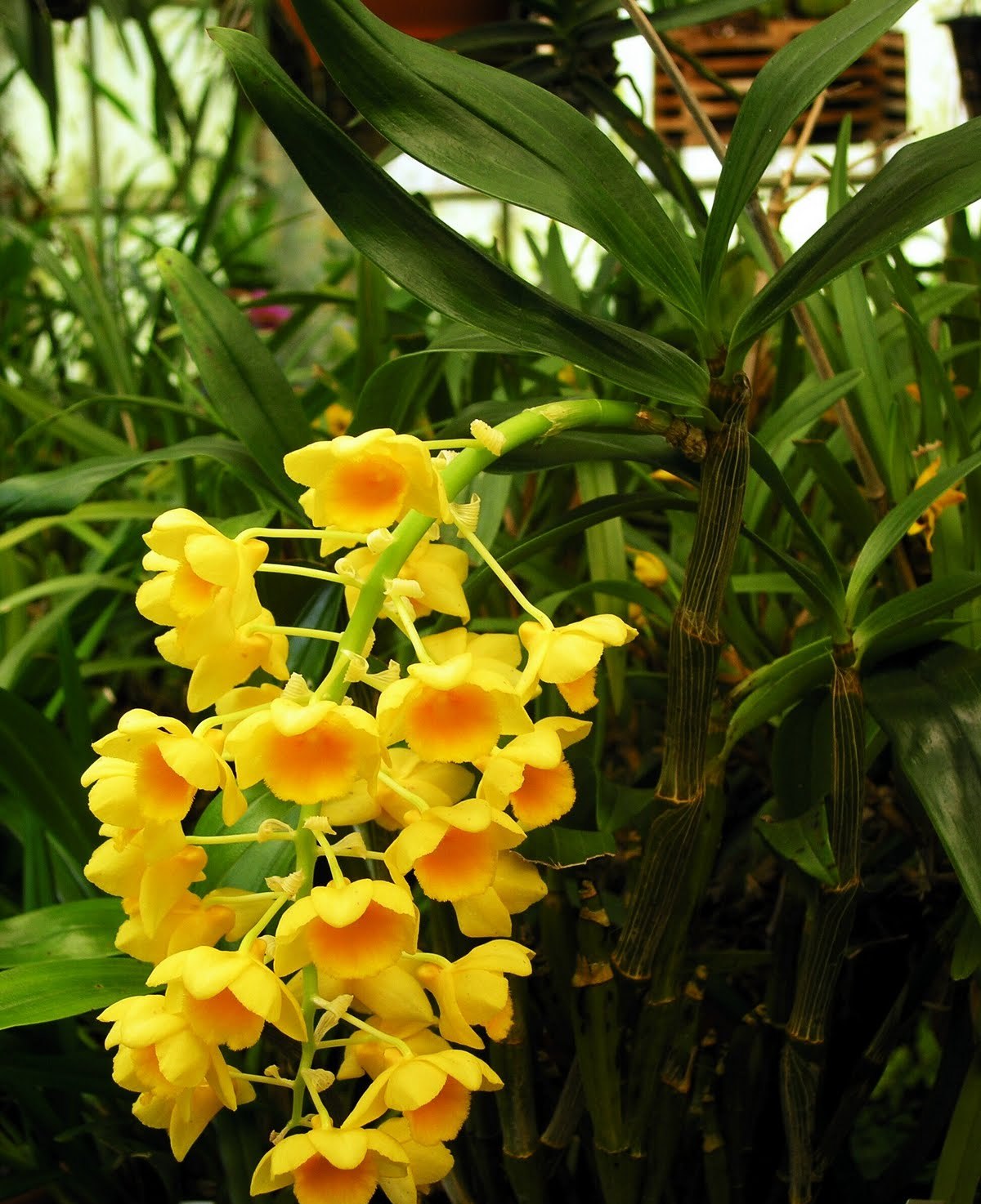 Dendrobium densiflorum