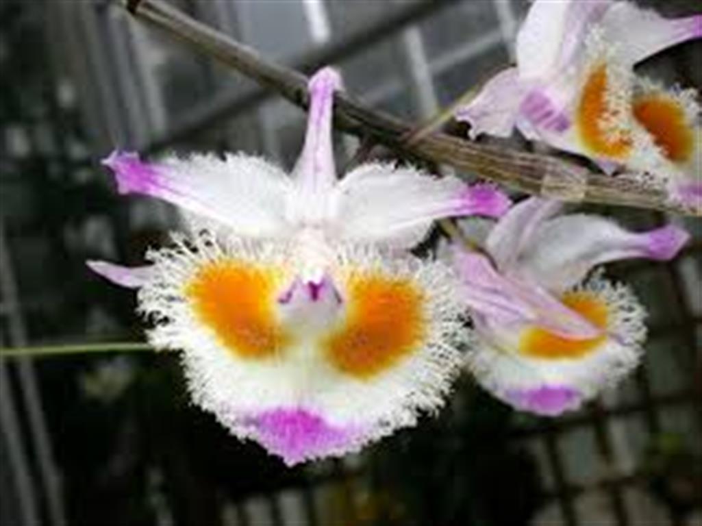 Dendrobium devonianum (Medium)