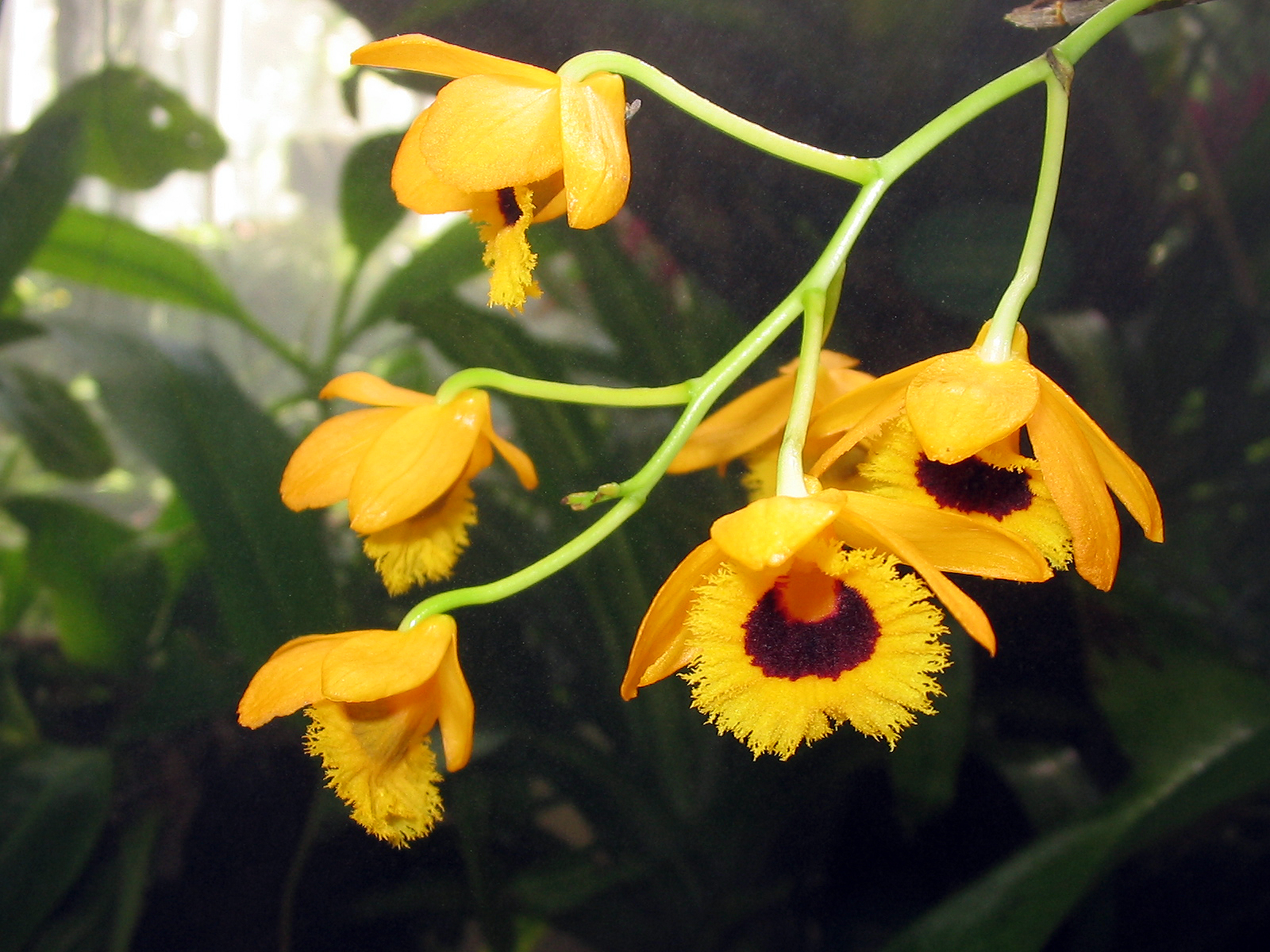 Dendrobium fimbriatum