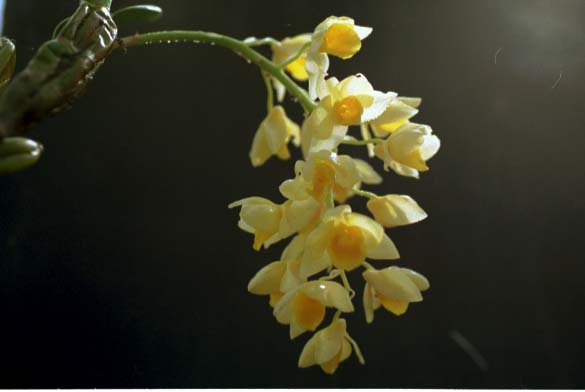 Dendrobium greffithianum