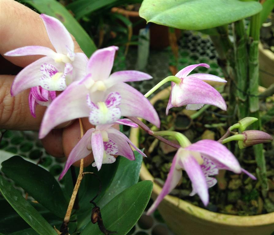 Dendrobium kingianum 