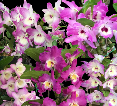 Dendrobium nobile