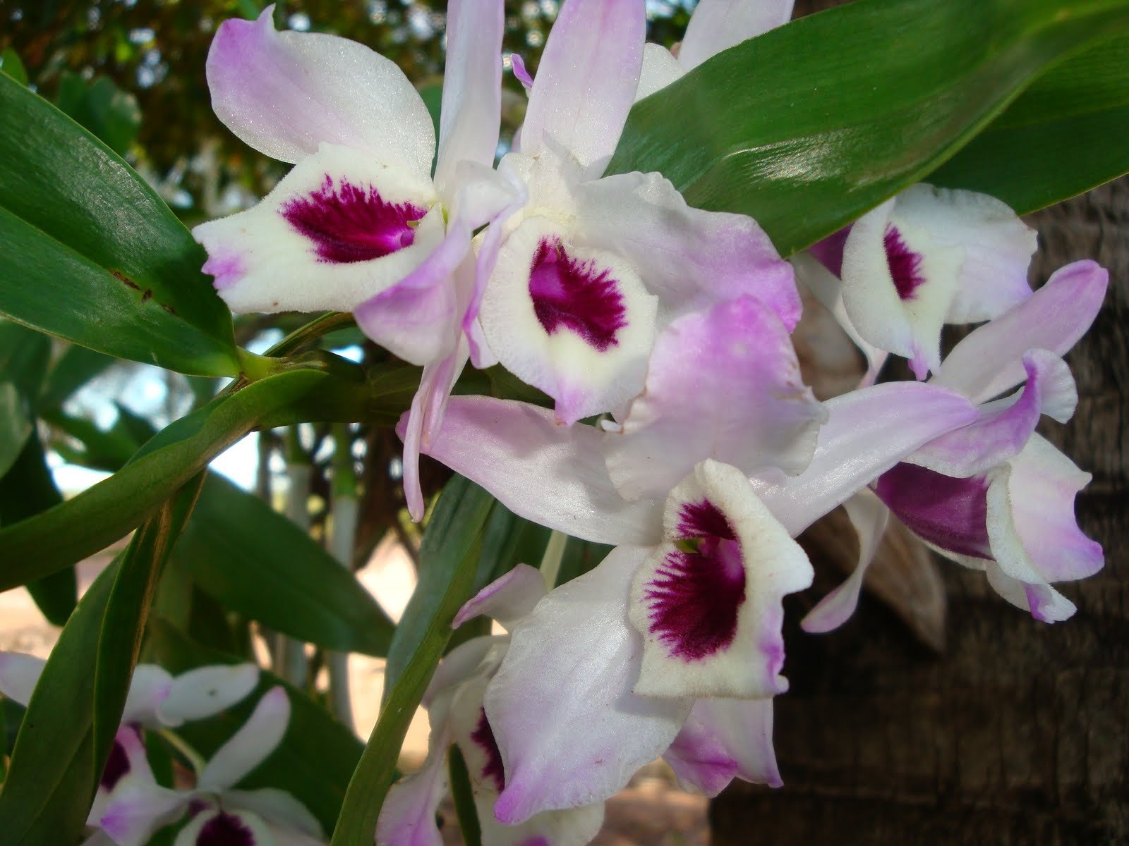 Dendrobium nobile