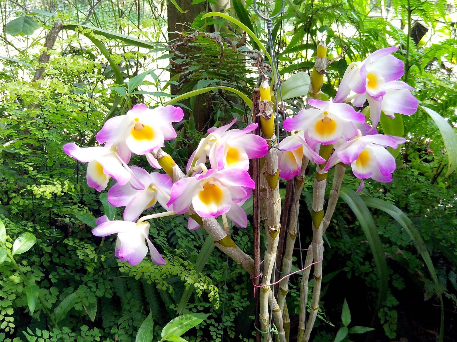 Dendrobium nobili hibrido