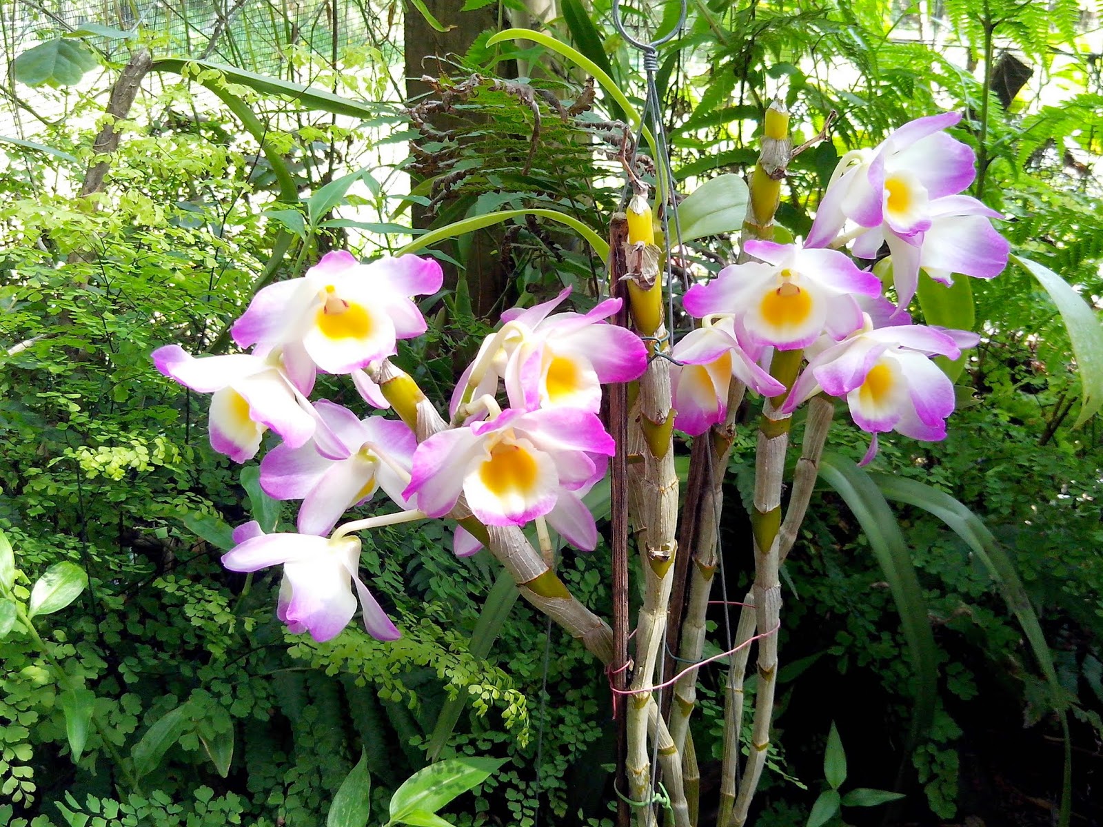 Dendrobium