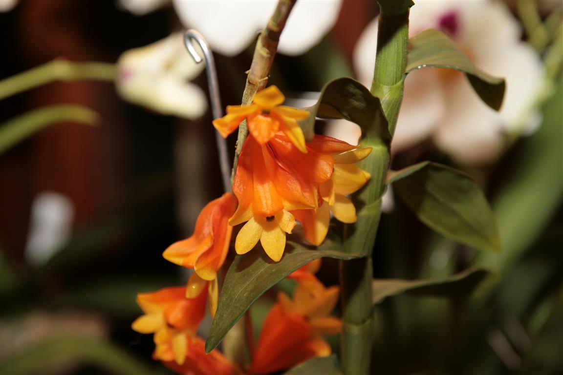 Dendrobium  obtusisepalum