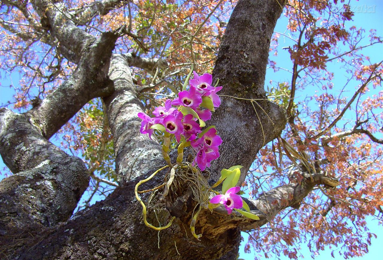 Dendrobium  olho-de-boneca