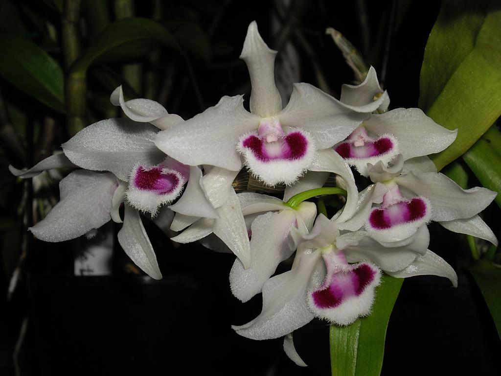 Dendrobium parishii var semialba