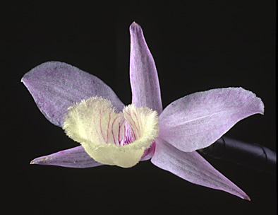 Dendrobium pierardii