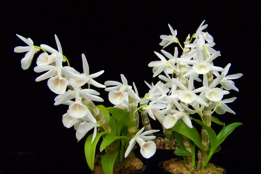 Dendrobium primulinum var. cretaceum