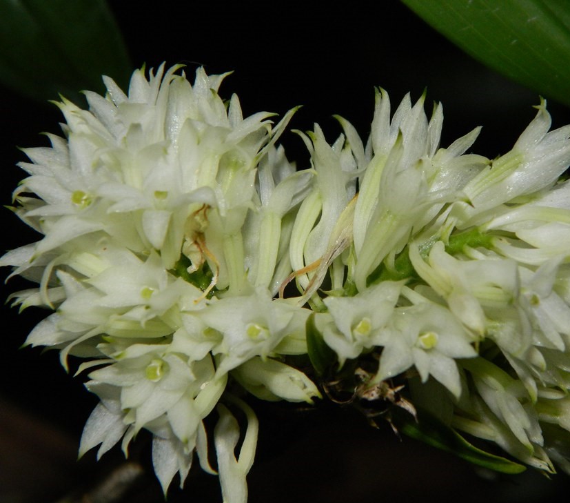 Dendrobium purpureum -55