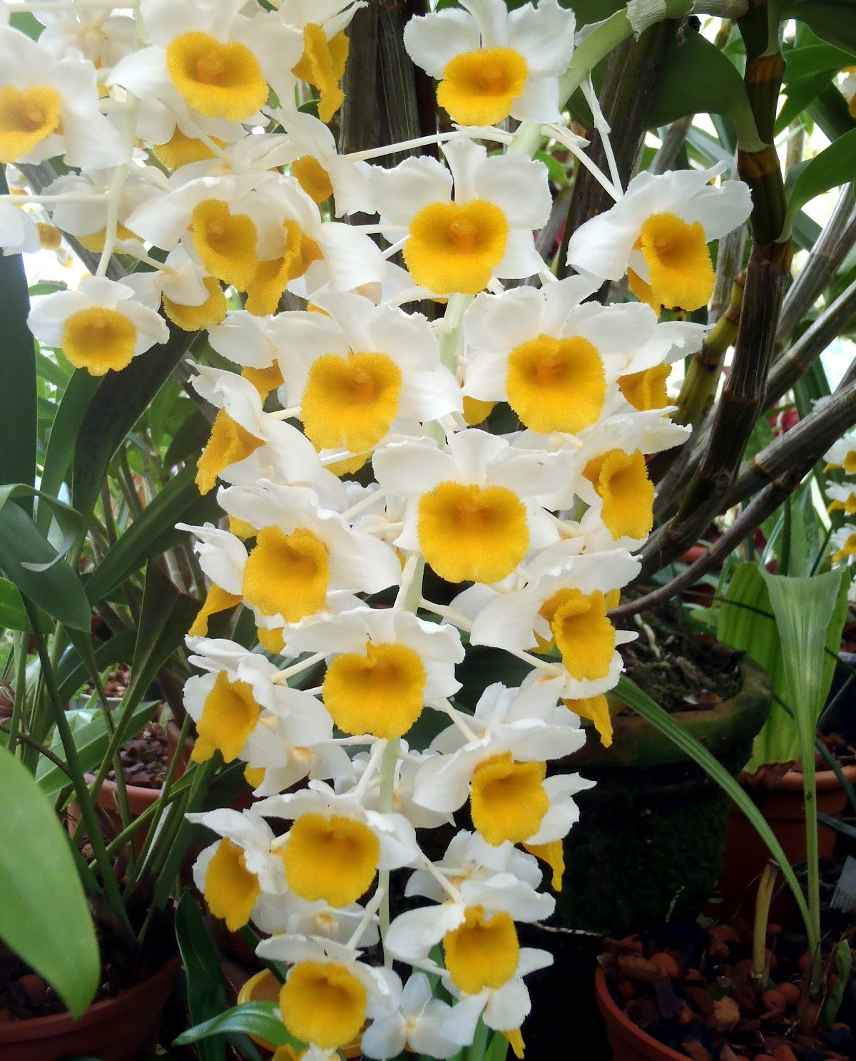 Dendrobium thyrsiflorum