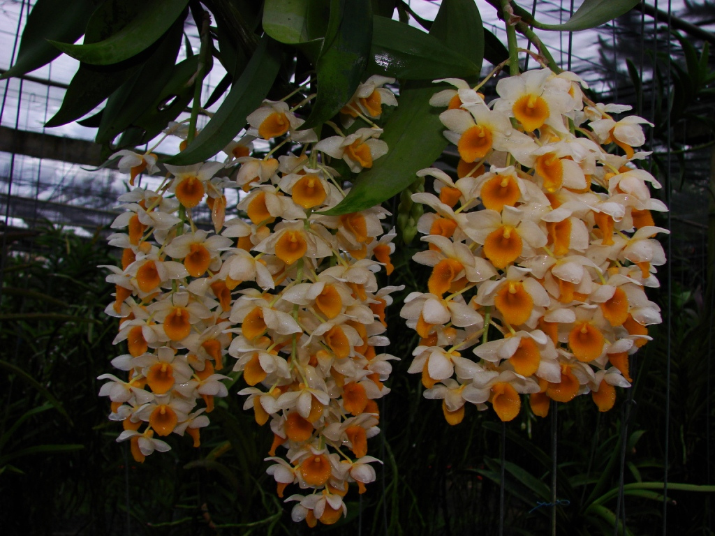 Dendrobium thyrsiflorum33