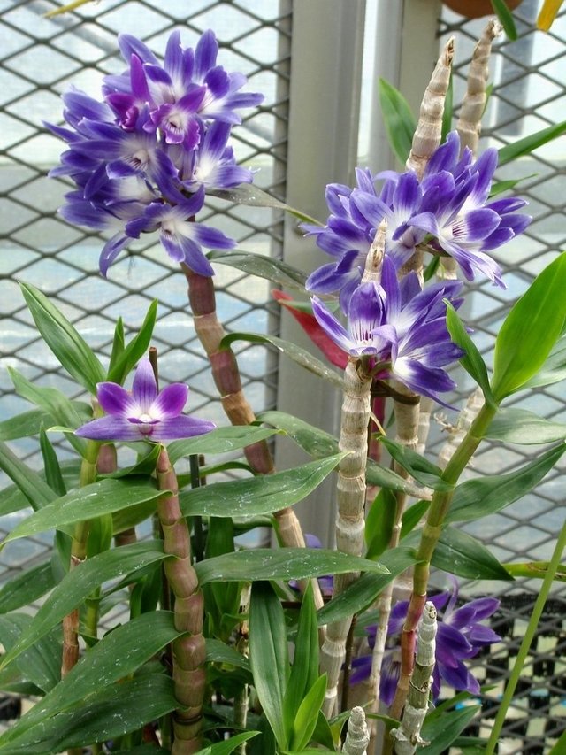 Dendrobium victoria-reginae