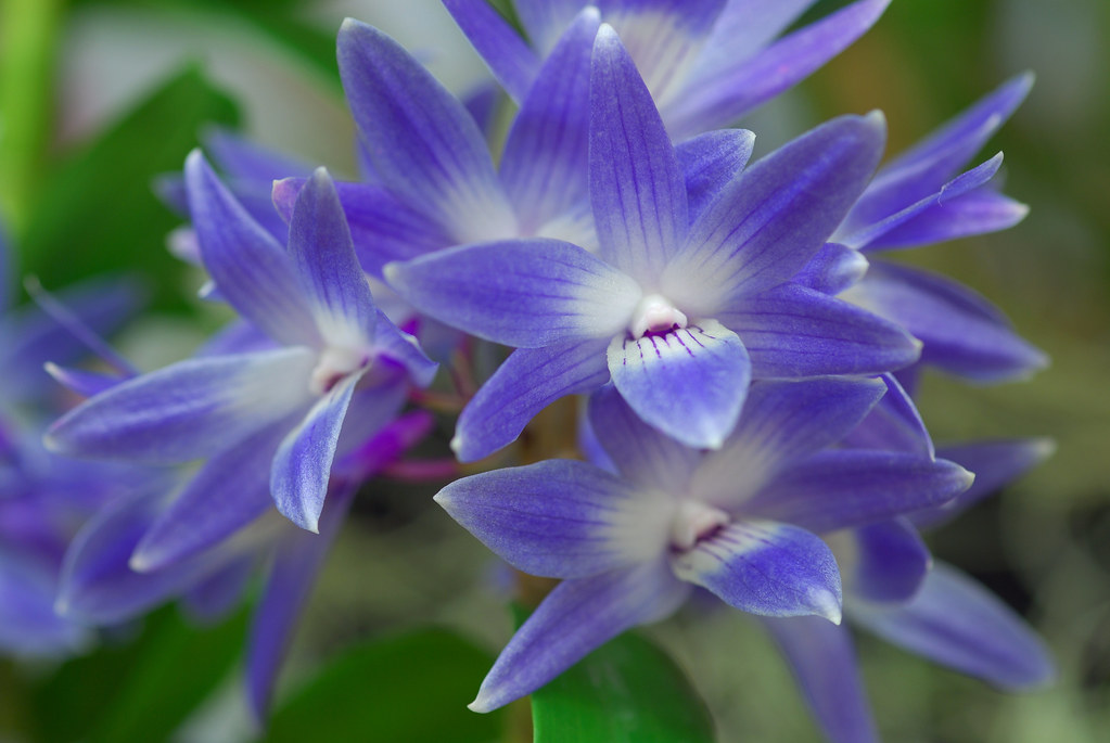 Dendrobium victoria-reginae55