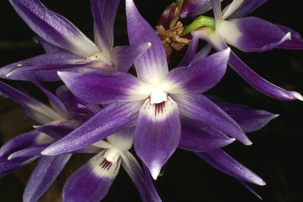 Dendrobium victoriae-reginae