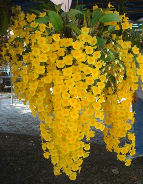 Dendrobium_lindleyi