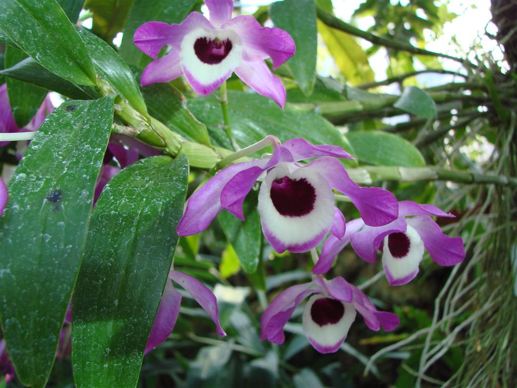 Dendrobium_nobile