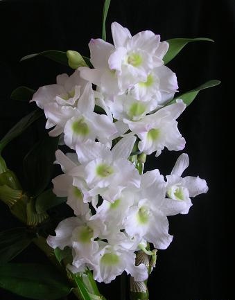 Dendrobium_nobile