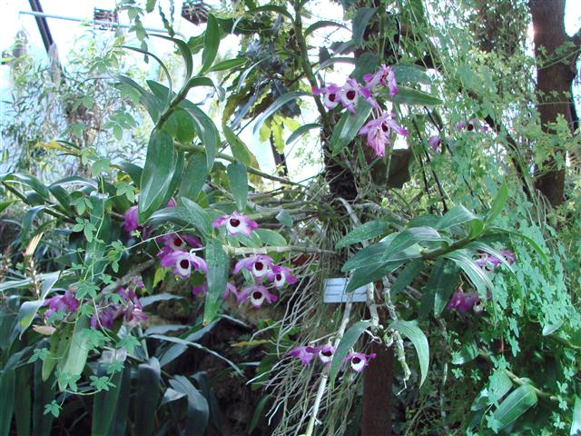 Dendrobium_nobile