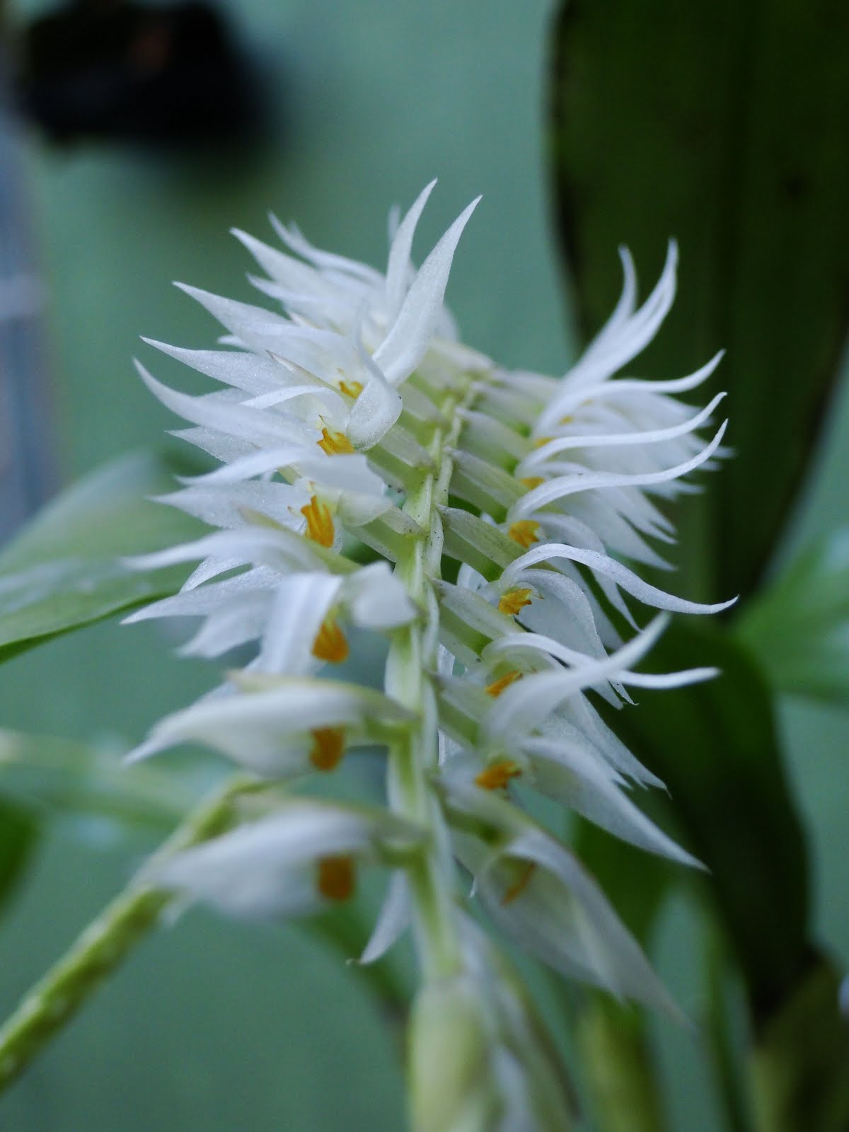 Dendrochillum glumaceum