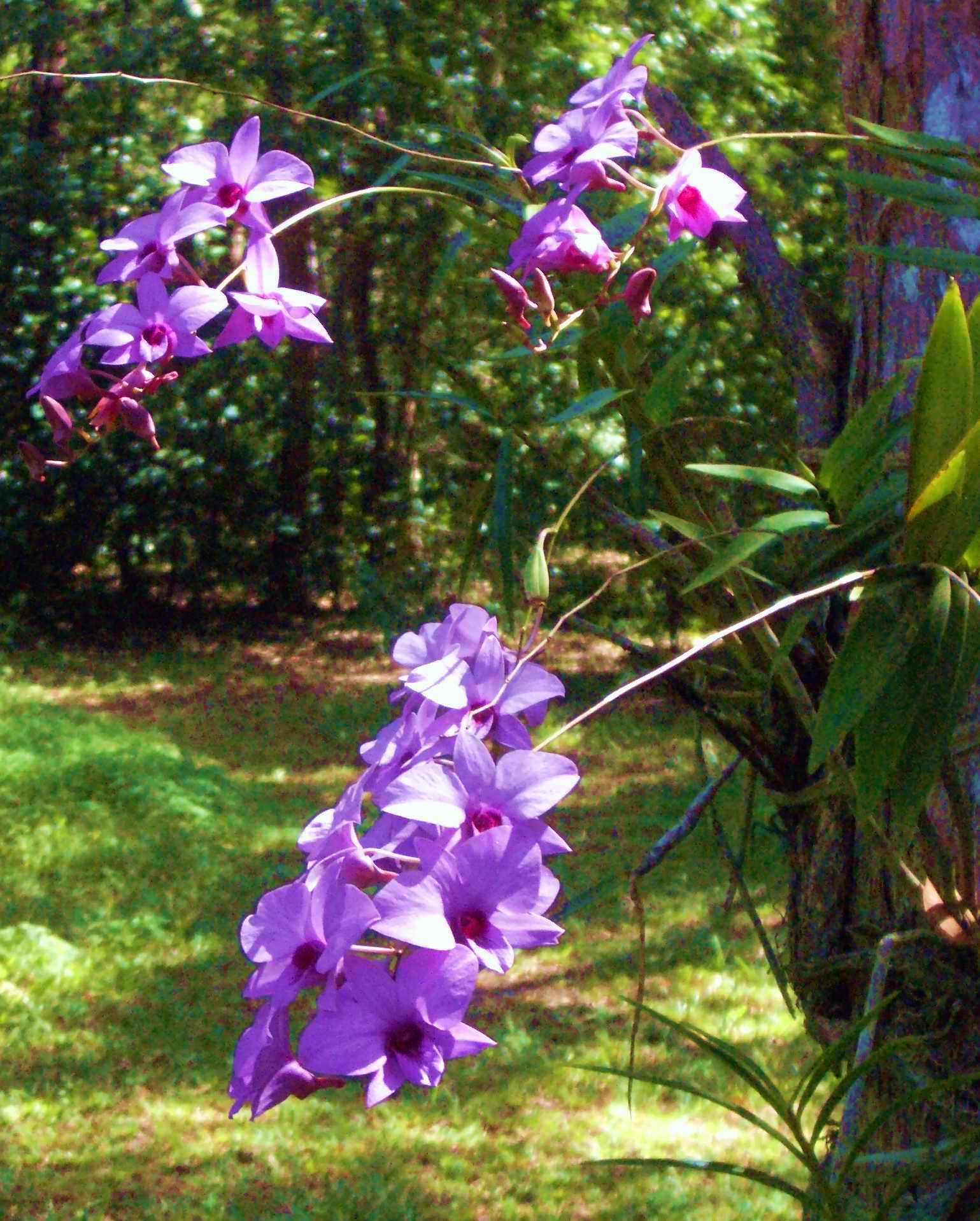 Dendróbio-falenopsis