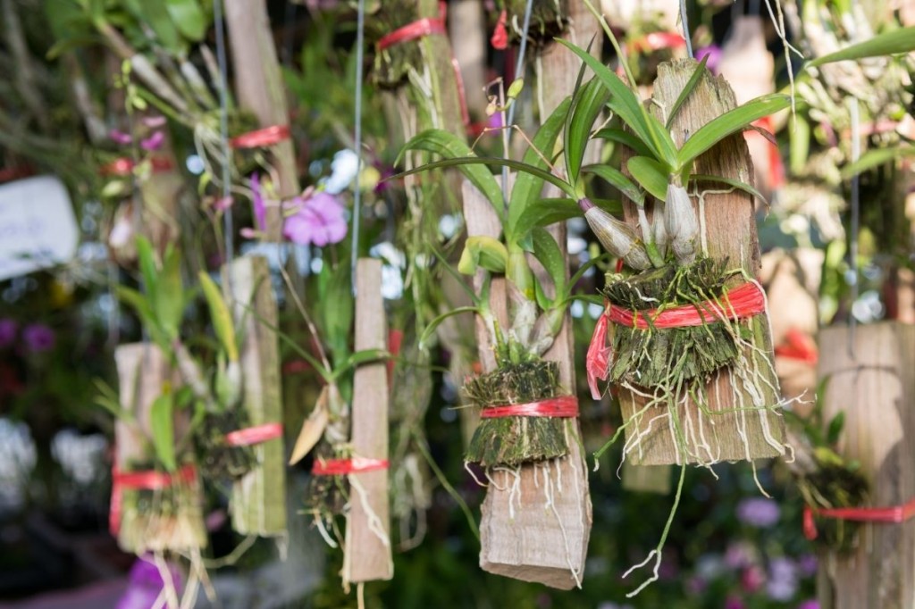 orquídeas suspensas