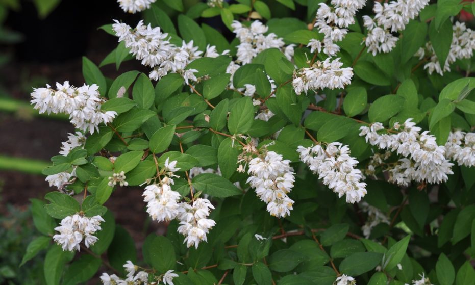 Deutzia-gr.559