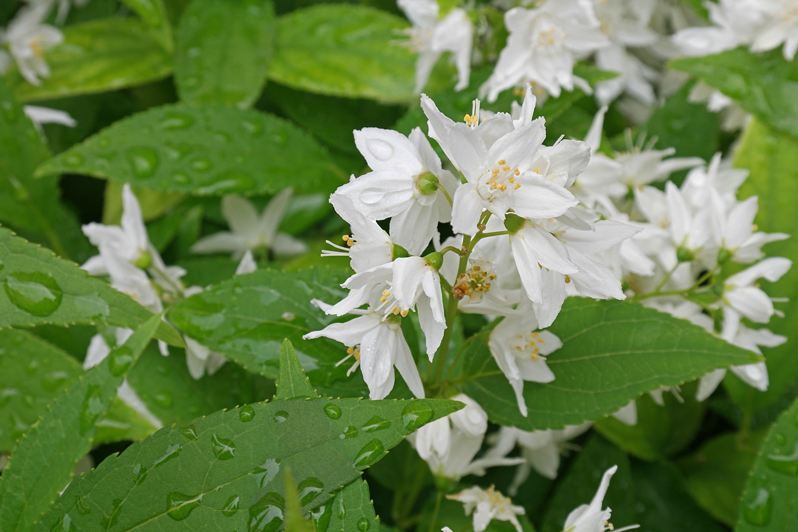 Deutzia-gracilis-1