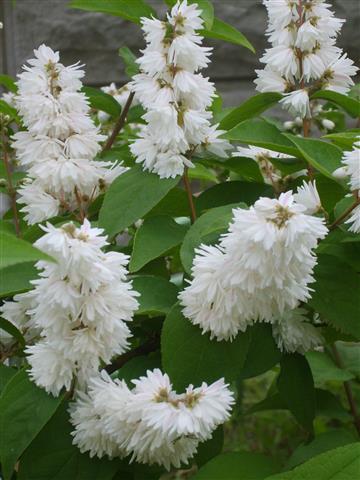 Deutzia_22 (Small)