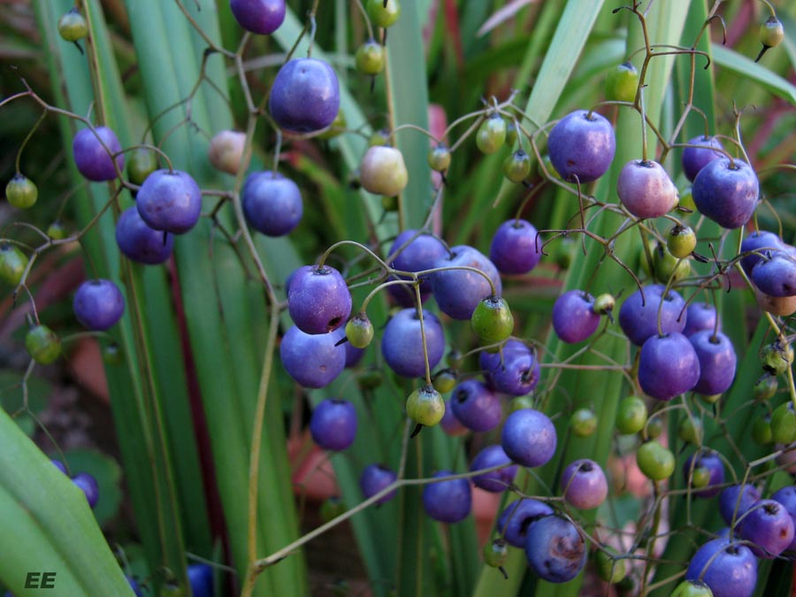 Dianella Tasmanica2