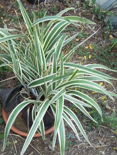 Dianella tasmanica 'Variegata'