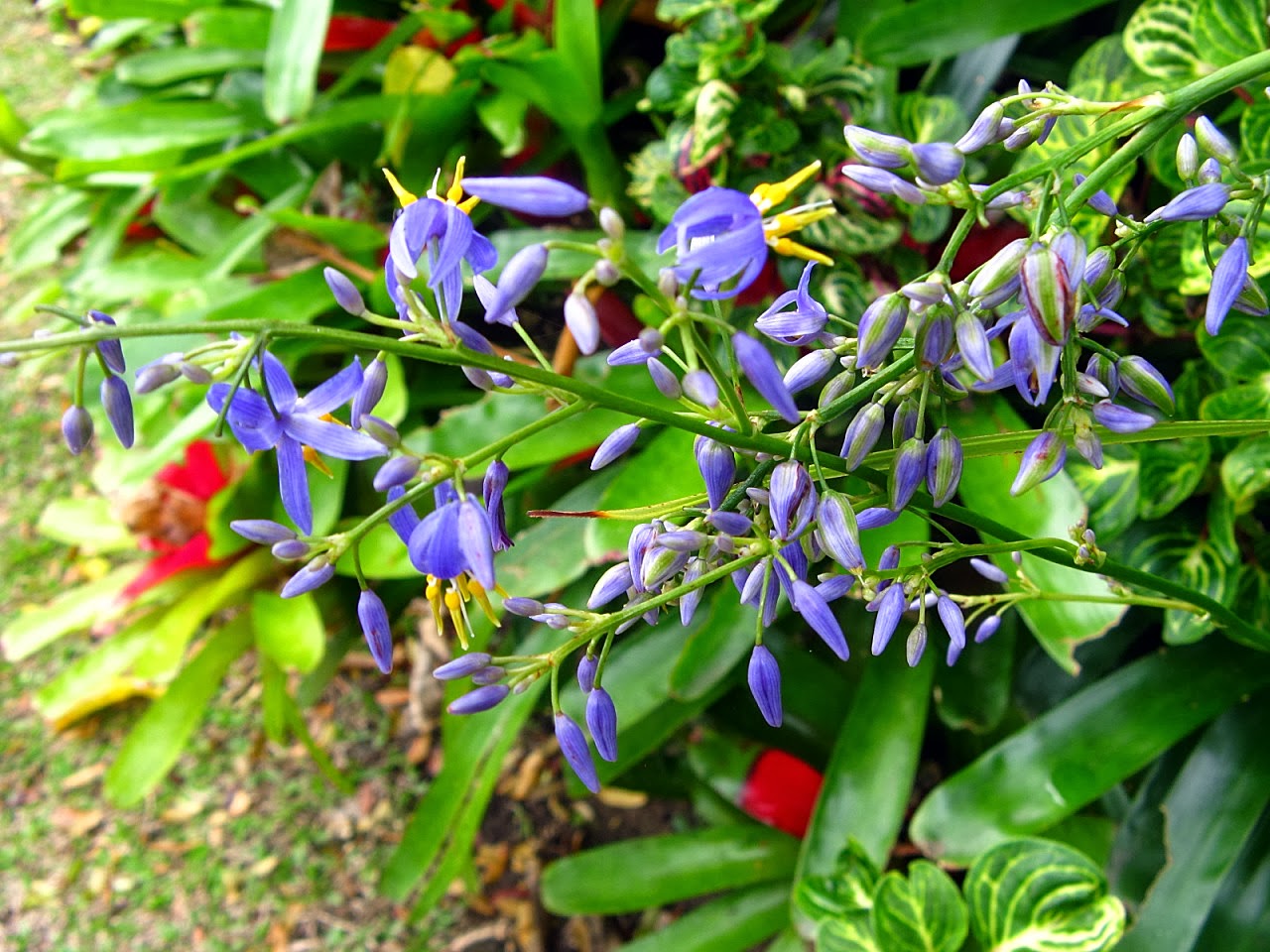 flores da dianella tasmânica