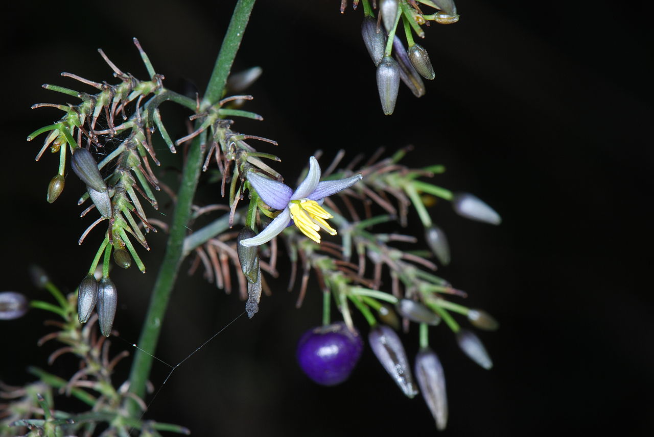 Dianella_tasmanica_