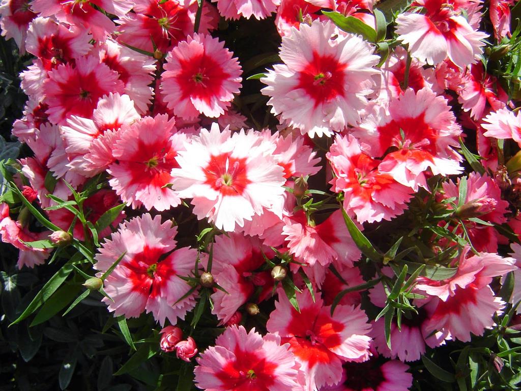 Dianthus