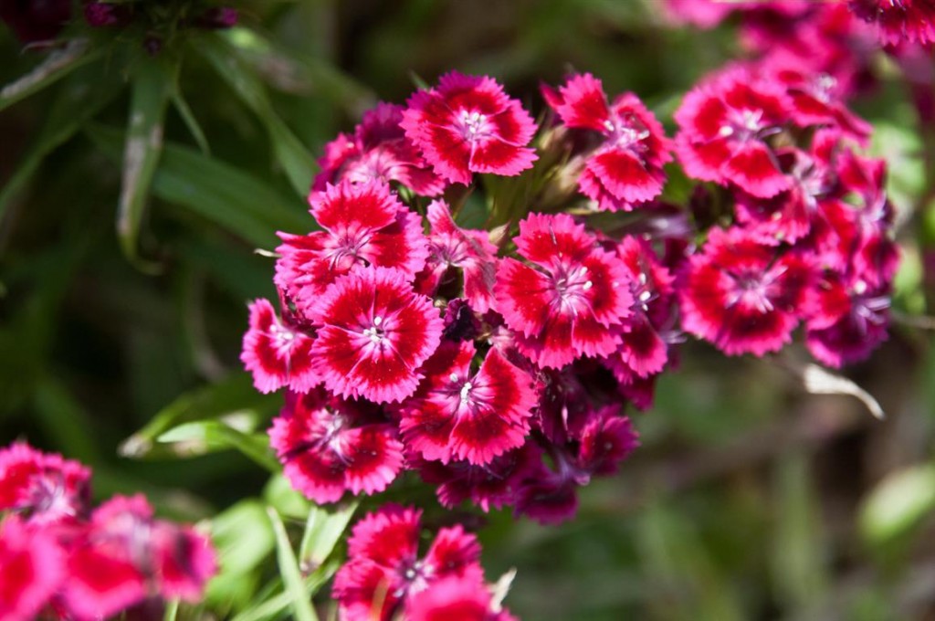 Dianthus-barbatus-5