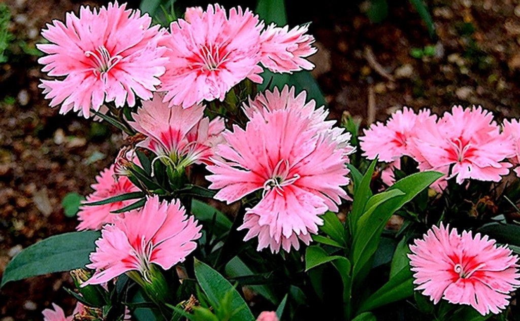 Dianthus-chinensis-2