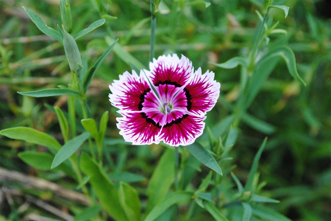 Dianthus chinensis L.