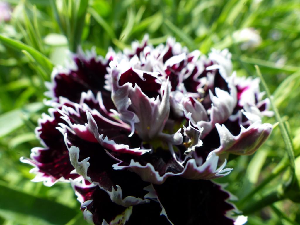 Dianthus chinensis var heddewigii