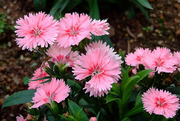 Dianthus-chinensis