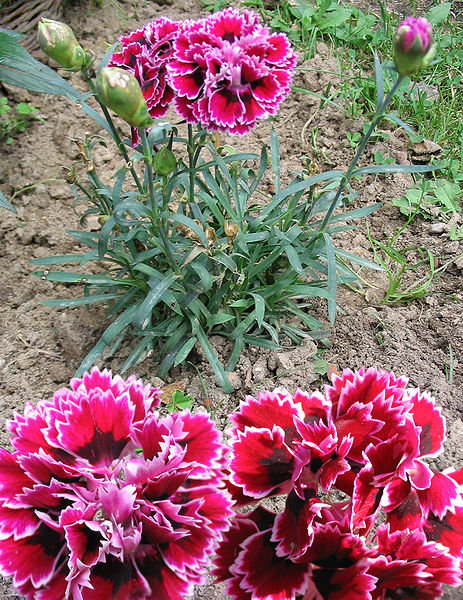 Dianthus fimbriatus