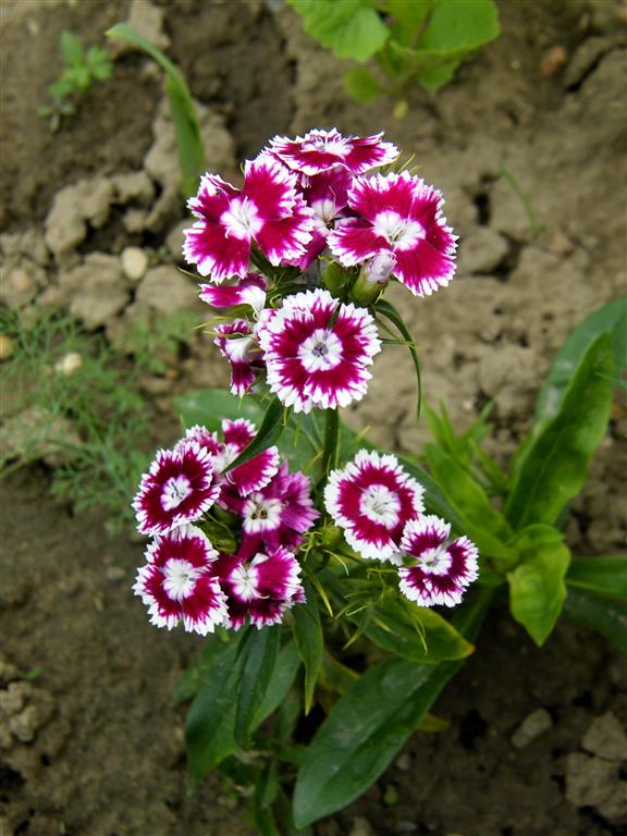 Dianthus plumarius 