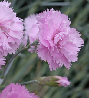 Dianthus plumarius