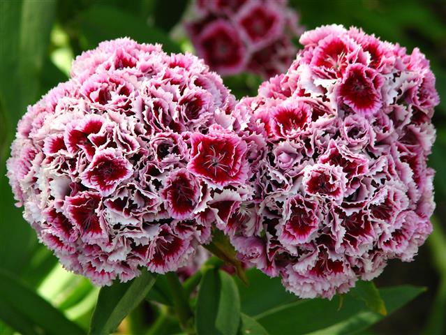 Dianthus_barbatus_