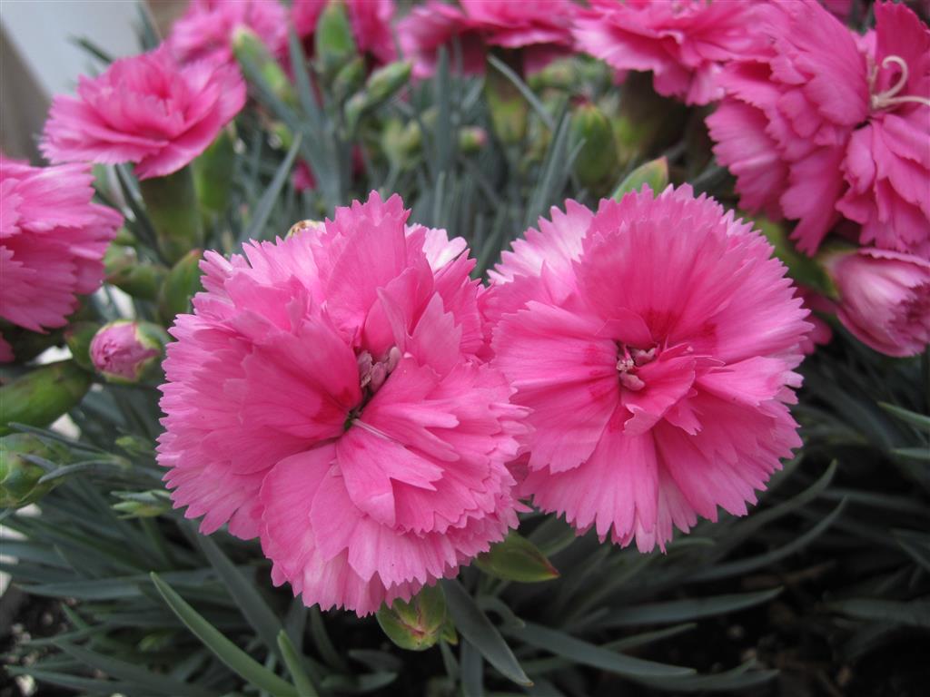 Dianthus_caryophyllus 