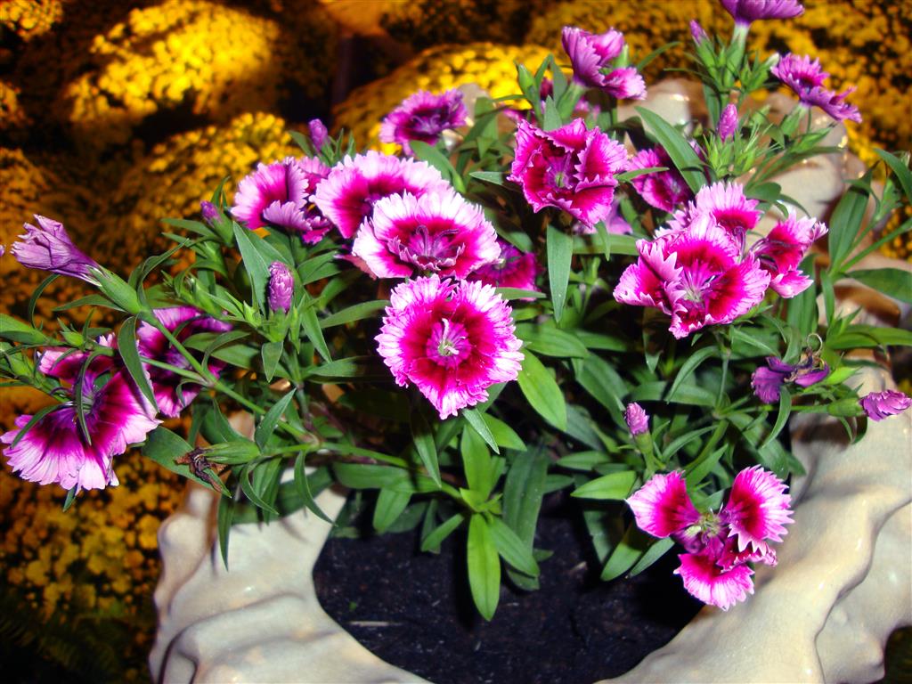 Dianthus_chinensis