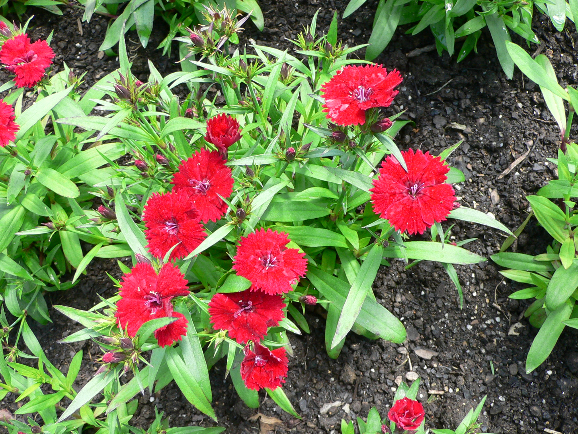 Dianthus_chinensis