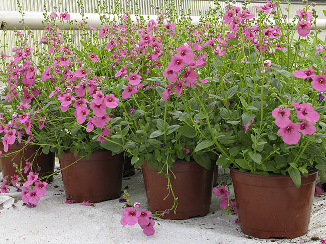 Diascia sp